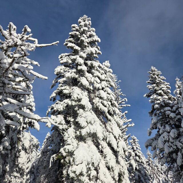 Le Parc naturel régional des Monts d'Ardèche.

Direction le Suc de Bauzon, découvert cette fois en raquettes ❄️🥾

Départ depuis le Pub du Volcan : parfait pour louer les raquettes… et encore mieux pour s’arrêter manger au retour (excellent rapport qualité/prix 👌).

On monte tranquillement à travers les sous-bois enneigés, ambiance feutrée, silence total…
Arrivée au sommet du suc : une belle ouverture avec vue dégagée qui contraste avec la forêt 🌄

Puis boucle vers le Lac Ferrand pour compléter cette sortie hivernale.

🥾 11 km
⬆️ 350 m D+
🌲 Majoritairement en forêt
❄️ Ambiance 100% montagne ardéchoise

Un itinéraire accessible, parfait pour une première sortie raquettes ou simplement pour profiter de la magie de l’hiver.

Ambiance 🤍

#MontsDArdèche #Raquettes #Ardèche #RandoHiver #MontagneFrançaise #OutdoorLife