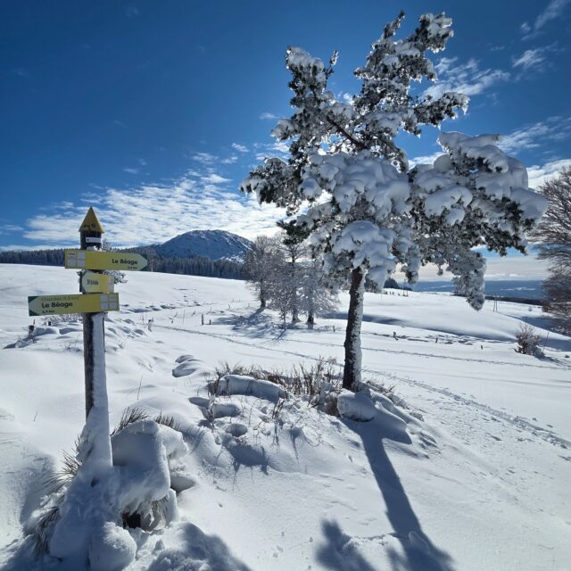 Après une grosse chute de neige, la Montagne Ardéchoise a des airs de territoire oublié. Au départ du col de la Clède, la forêt croule sous le blanc, étouffant les sons… et nos traces sont les premières à signer le paysage.

Au milieu de cet océan immaculé se dresse le Suc de la Lauzière. Son nom vient de l’ancienne exploitation de lauzes, encore visible près du sommet plat qui le rend si reconnaissable. Comme le Mont Gerbier, il fait partie des sucs volcaniques de type péléen : des dômes nés d’une lave visqueuse, puissants et compacts quand l'Ardèche n'était qu'un feu d'artifice, il y a 12 millions d'années.

Les glaciations quaternaires ont ensuite sculpté l’édifice par gélifraction : la glace s’infiltre, fracture la roche et façonne de longues rivières de pierres, dont une dépasse le kilomètre sur le versant sud-ouest. Les plus gros blocs restent proches du dôme, les plus fins s’égrènent plus loin. Ce jour-là, la neige avait tout recouvert, transformant ces chaos minéraux en un vaste champ de bosses…

Après avoir contourné le suc de Taupernas et admiré le Seponet, nous avons rejoint le sommet par le versant sud. Là-haut, panorama grand angle sur les sucs voisins et l’âme sauvage du massif.

La géologie écrit l’histoire. La neige, elle, la rend magique.🤍
#rando #montagneardechoise #ardechenature #grandair