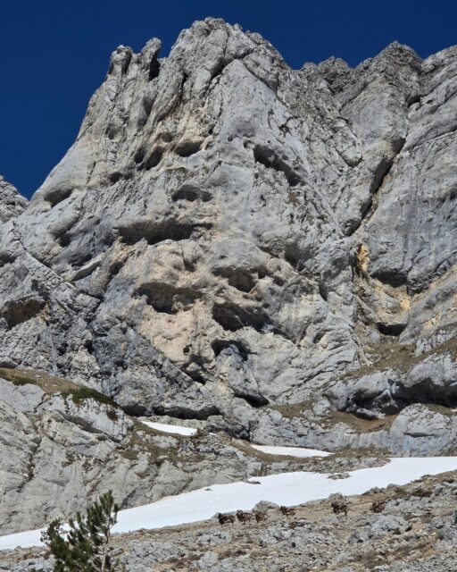 🧐 Découvrez ce coin reculé et sauvage du Vercors ⛰️
Ici, les éléments ont lentement façonné et plissé des milliers de mètres de calcaire, dressant des falaises vertigineuses aux lignes presque irréelles.
Dans cet univers minéral et puissant, la vie s’accroche et s’exprime avec discrétion : les chamois et les mouflons se faufilent sur les crêtes escarpées, l’aigle royal plane majestueusement et le chant des chocards résonnent contre la pierre.
Sortez des sentiers battus (toujours en sécurité) et laissez-vous imprégner par cette atmosphère brute et authentique pour vivre un moment suspendu, presque hors du monde. 🌄🦅
#Vercors #Randonnée #Montagne #Falaises
